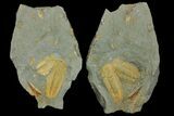 Protolenus Trilobite Molts With Pos/Neg - Tinjdad, Morocco #141876-3